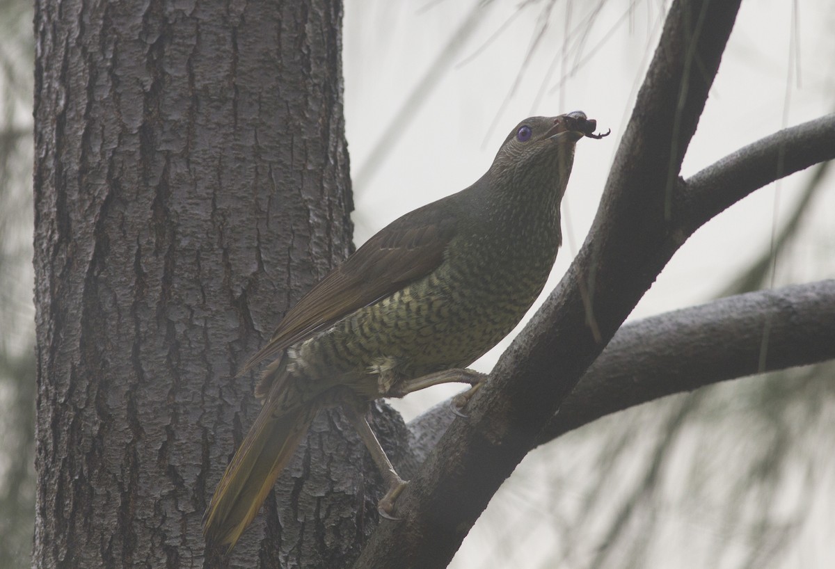 Satin Bowerbird - ML611527063