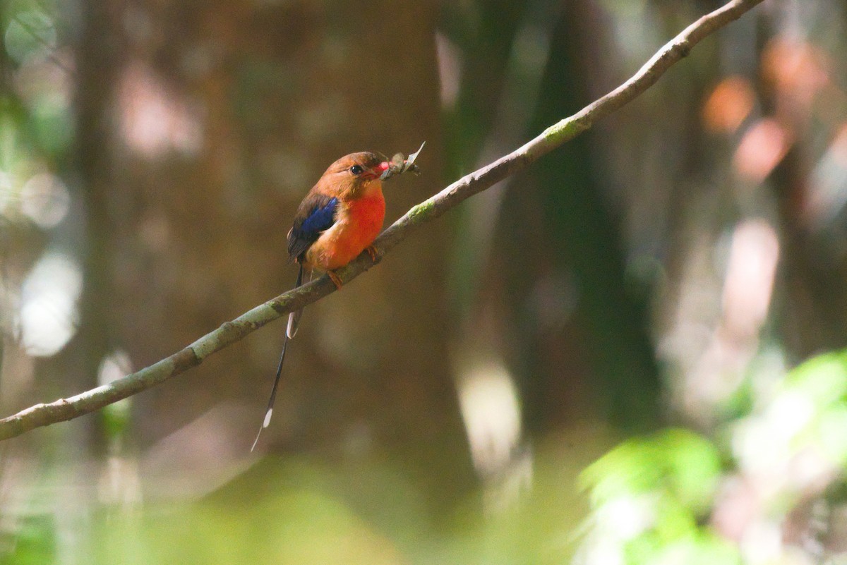 Brown-headed Paradise-Kingfisher - ML611527072