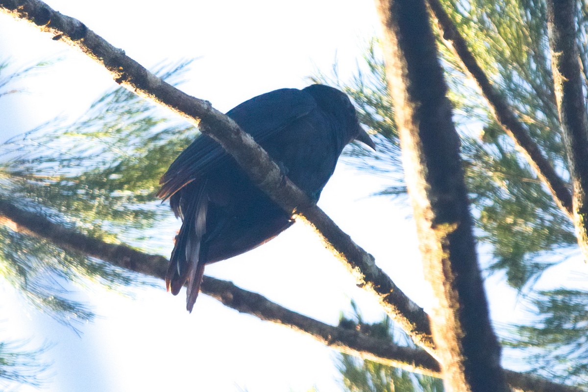 White-crowned Cuckoo - ML611527094