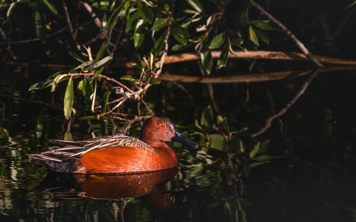 Cinnamon Teal - ML611527174