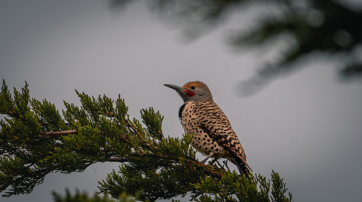 Northern Flicker - ML611527181