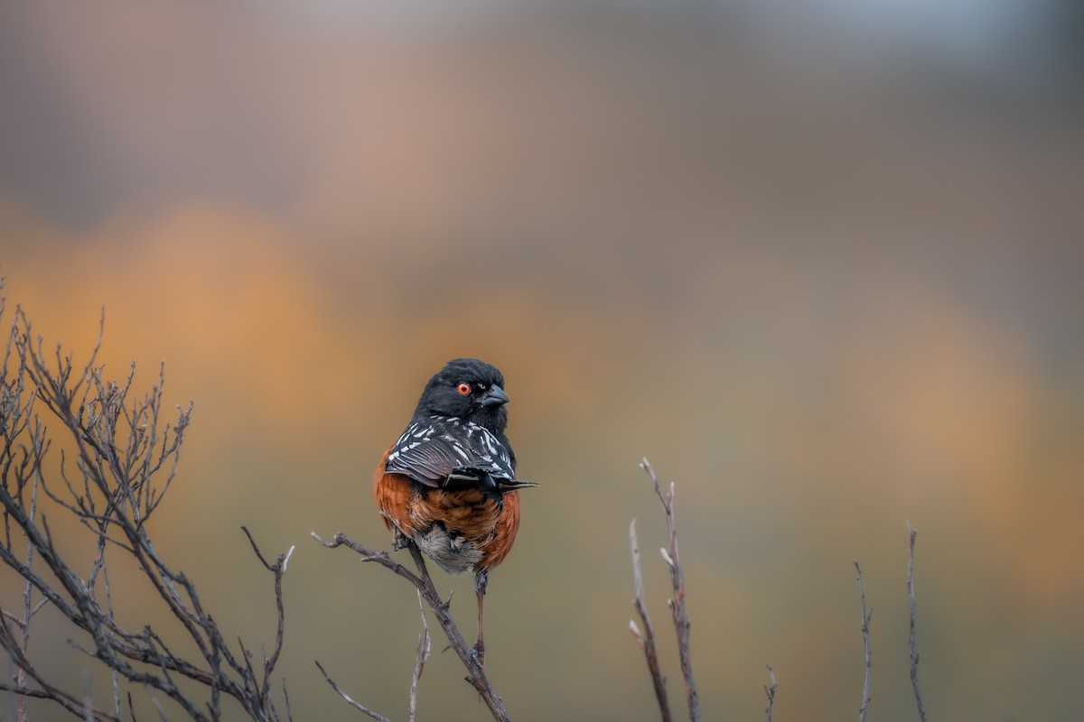 Spotted Towhee - ML611527183
