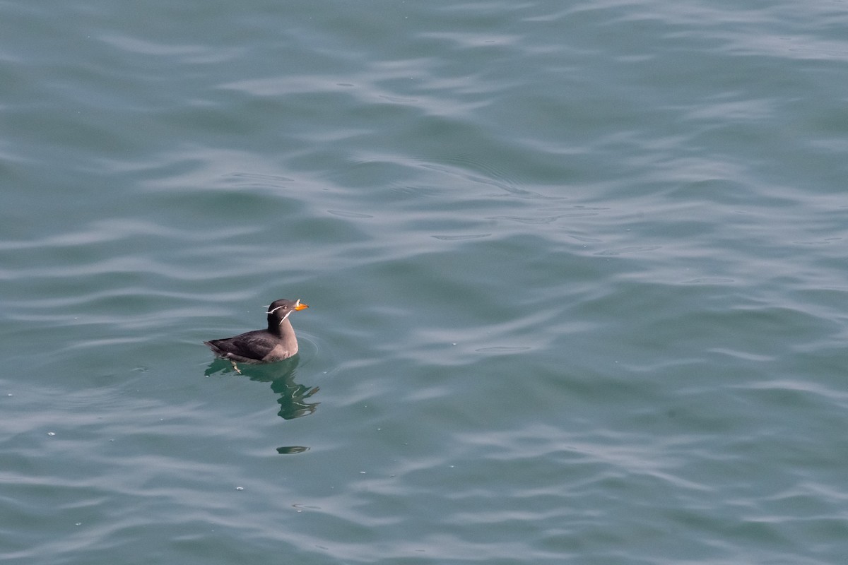 Rhinoceros Auklet - ML611527198