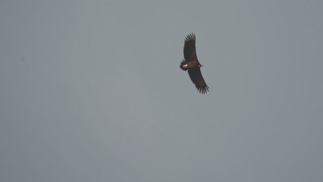 Cinereous Vulture - ML611527204