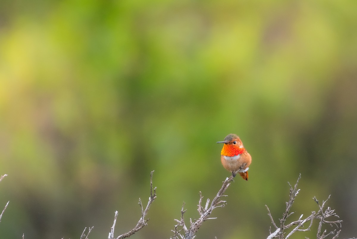 Allen's Hummingbird - ML611527220