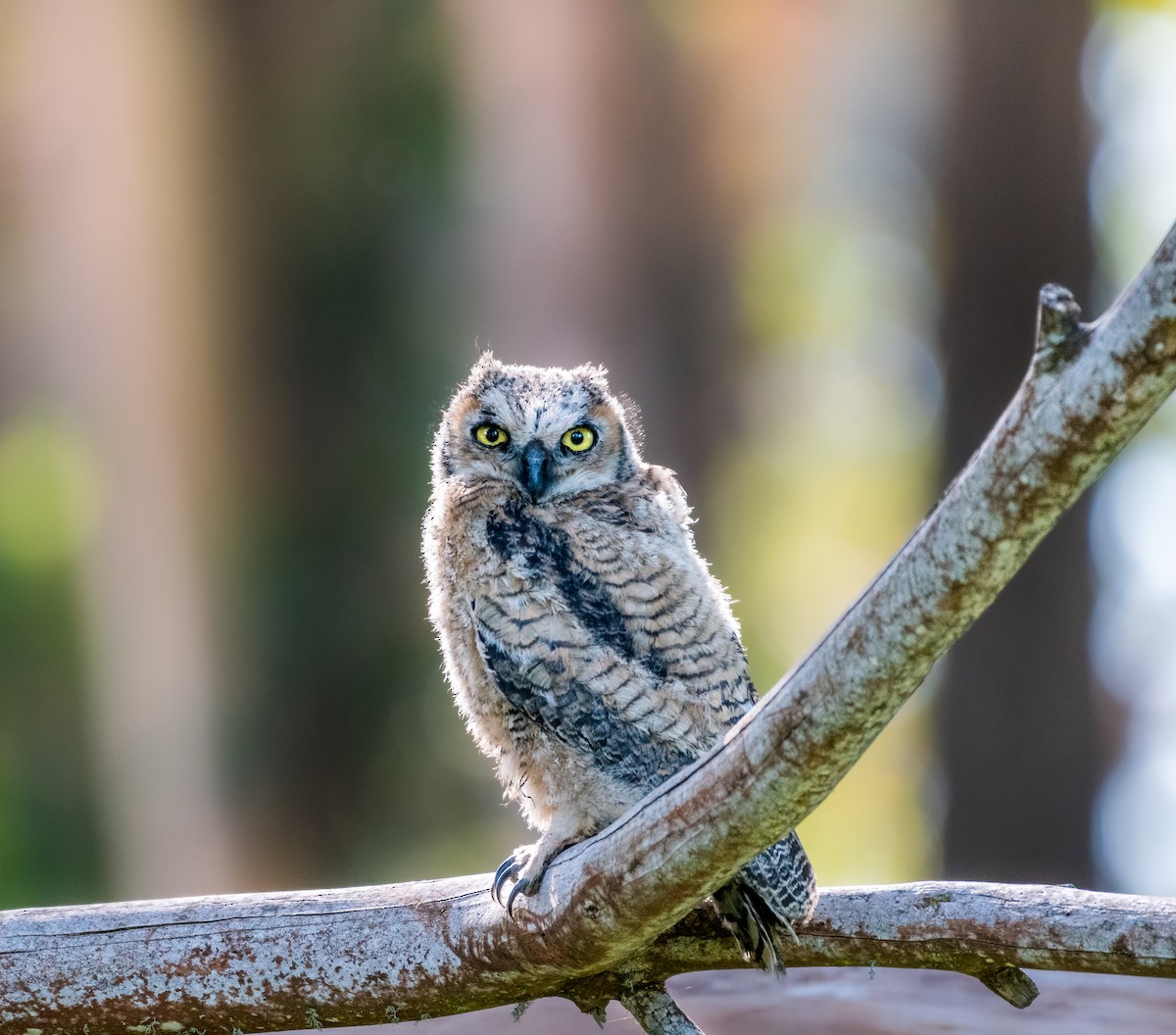Great Horned Owl - ML611527231