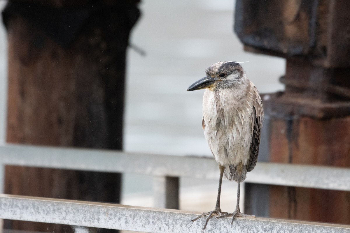 Yellow-crowned Night Heron - ML611527247