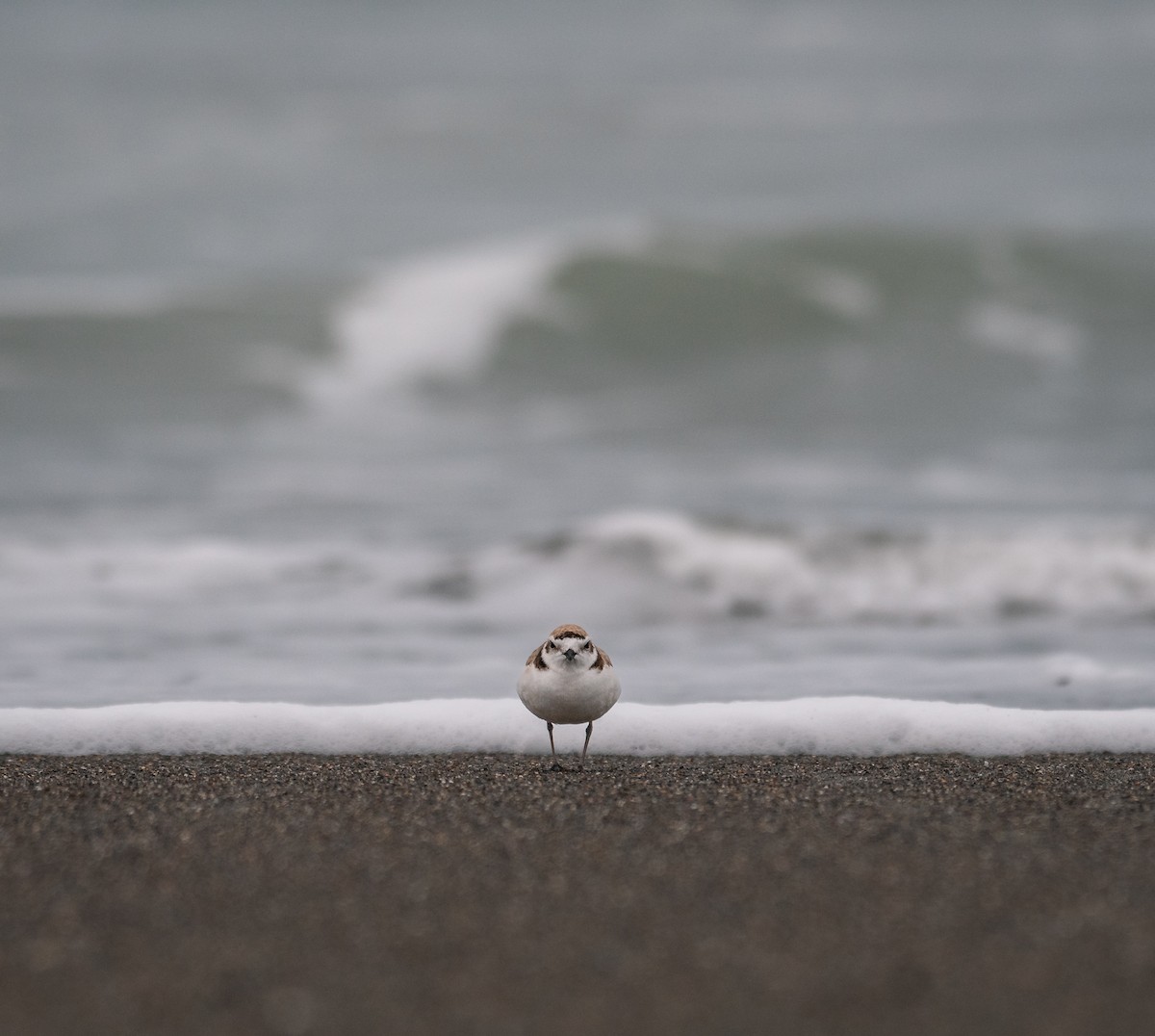 Snowy Plover - ML611527268