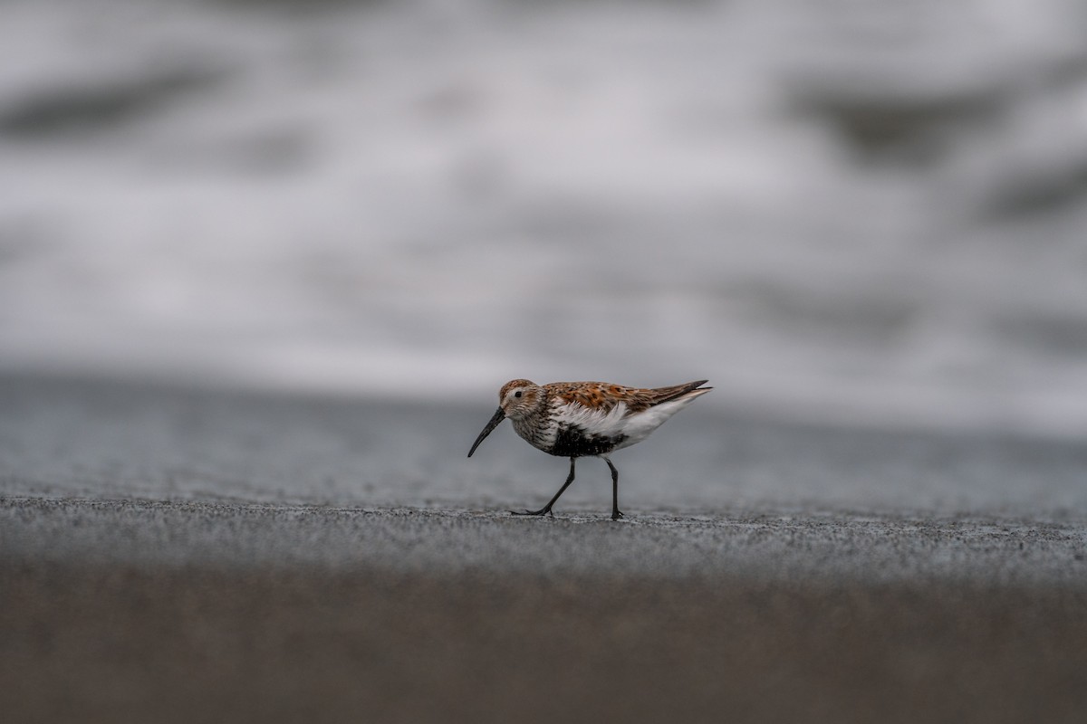 Dunlin - ML611527270