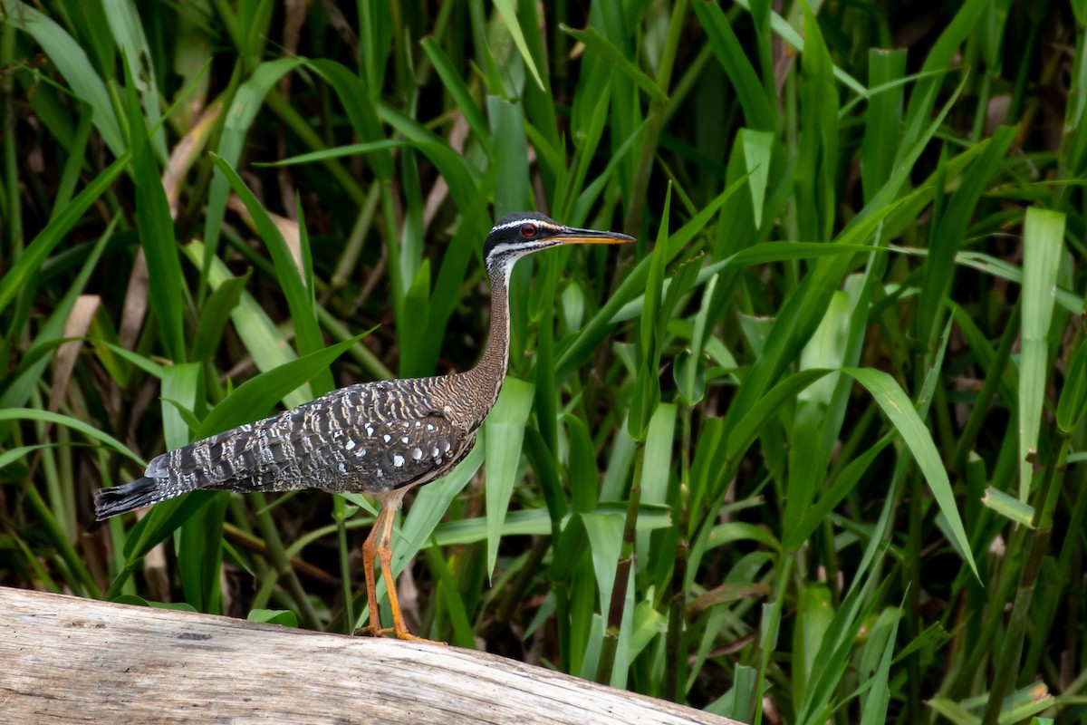 Sunbittern - ML611527364