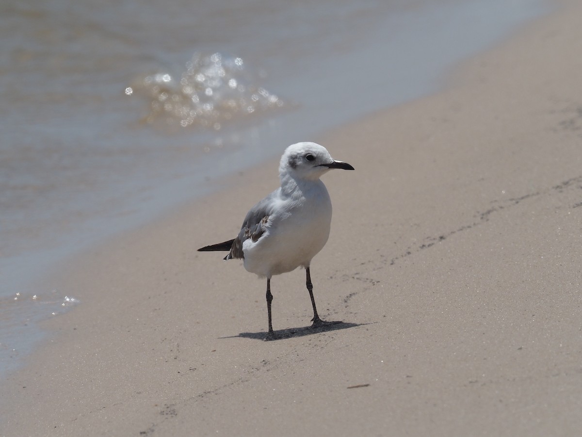 Gray-hooded Gull - ML611527365