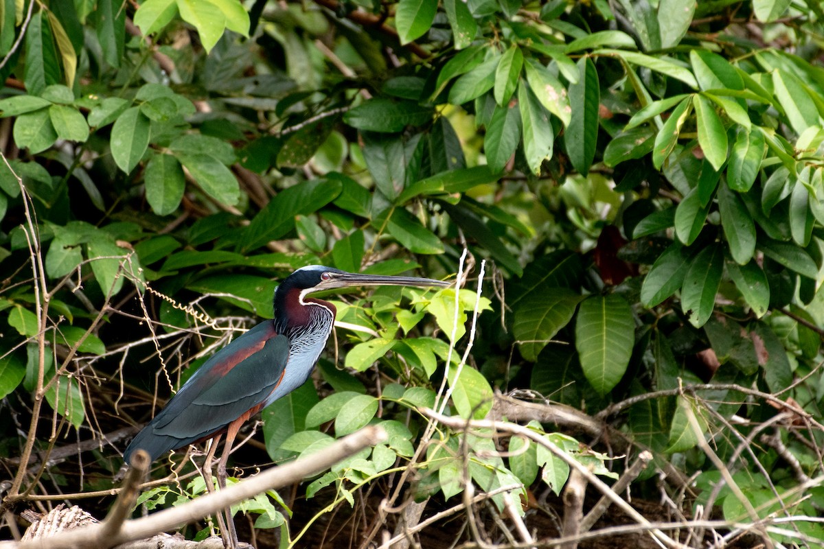 Agami Heron - ML611527386