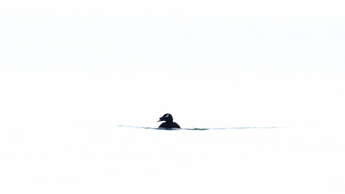 Stejneger's Scoter - ML611527611