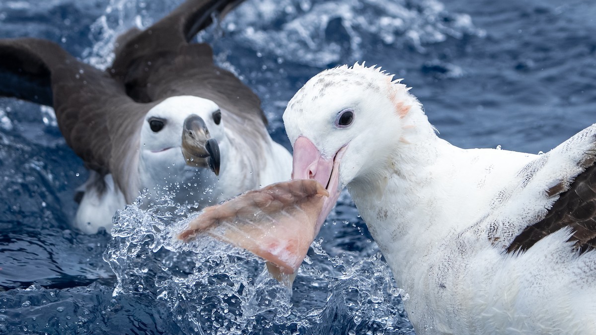 Black-browed Albatross (Black-browed) - Brendan Tucker