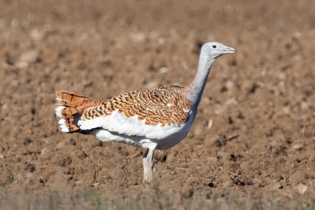 Great Bustard - ML611527661