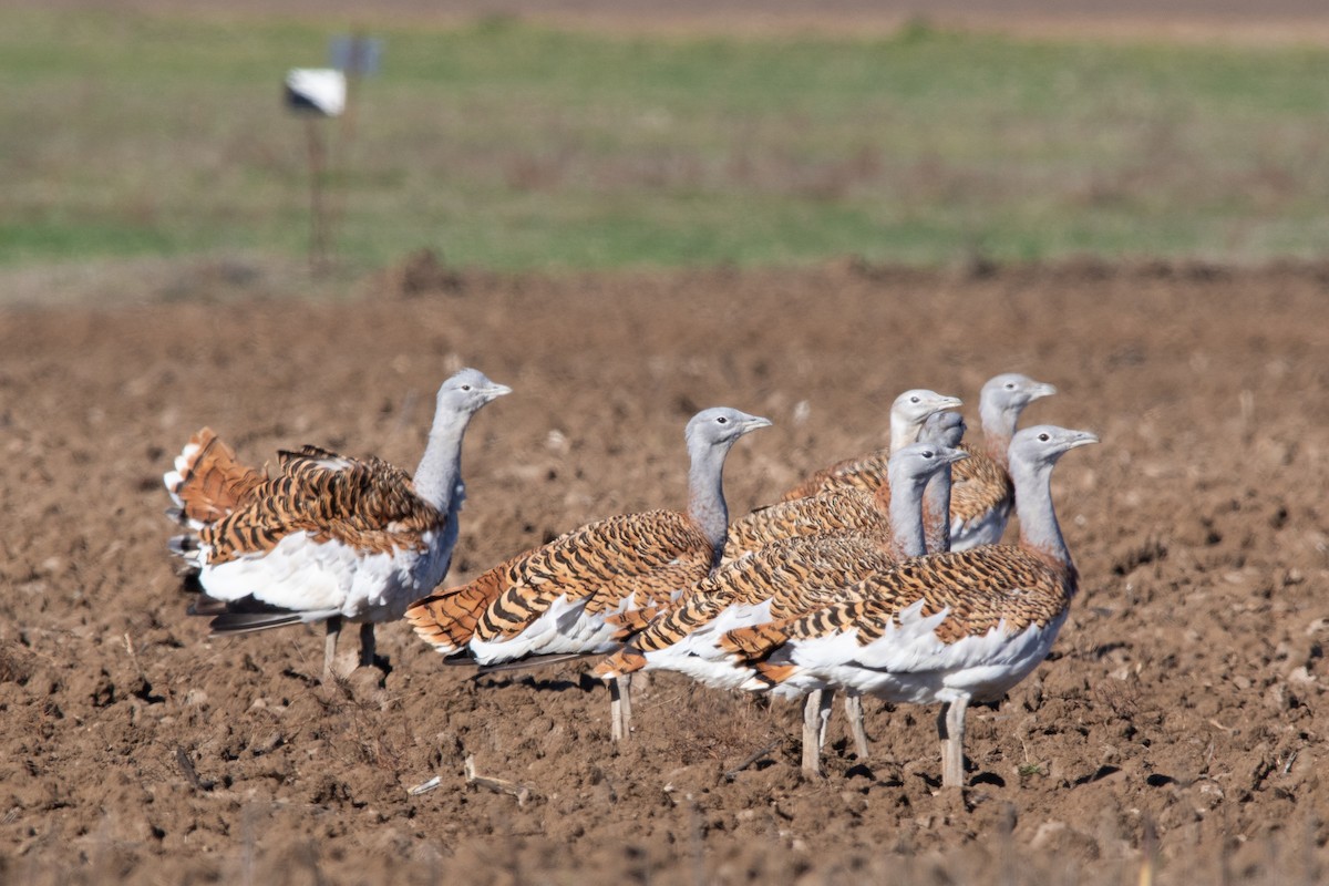 Great Bustard - ML611527662