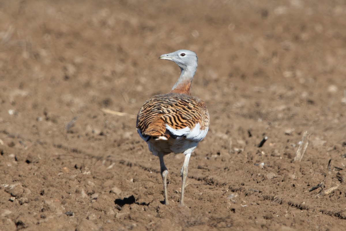 Great Bustard - ML611527663