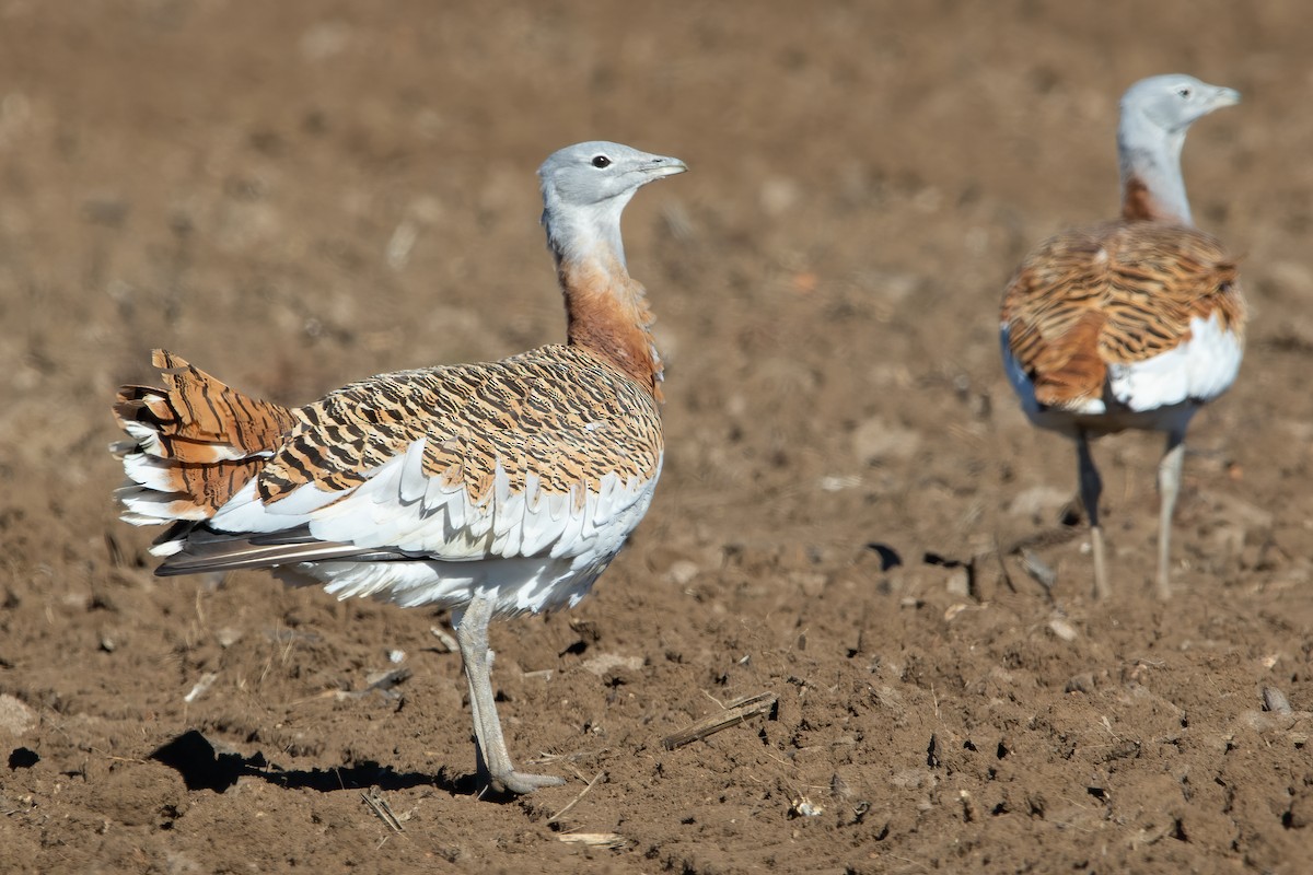 Great Bustard - ML611527707