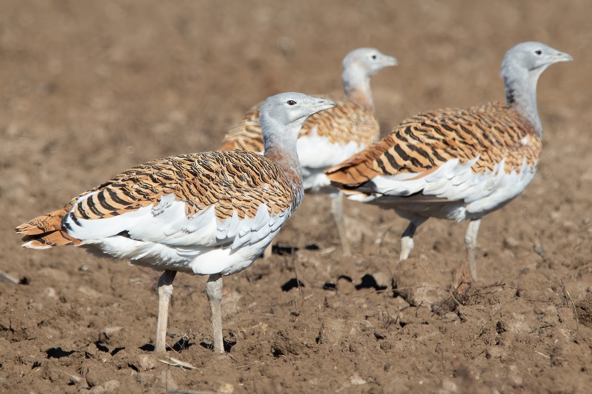 Great Bustard - ML611527712