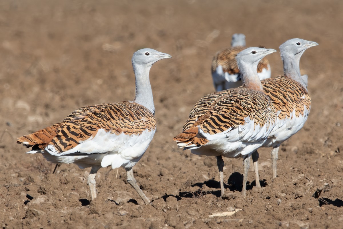 Great Bustard - Miguel Rodríguez Esteban