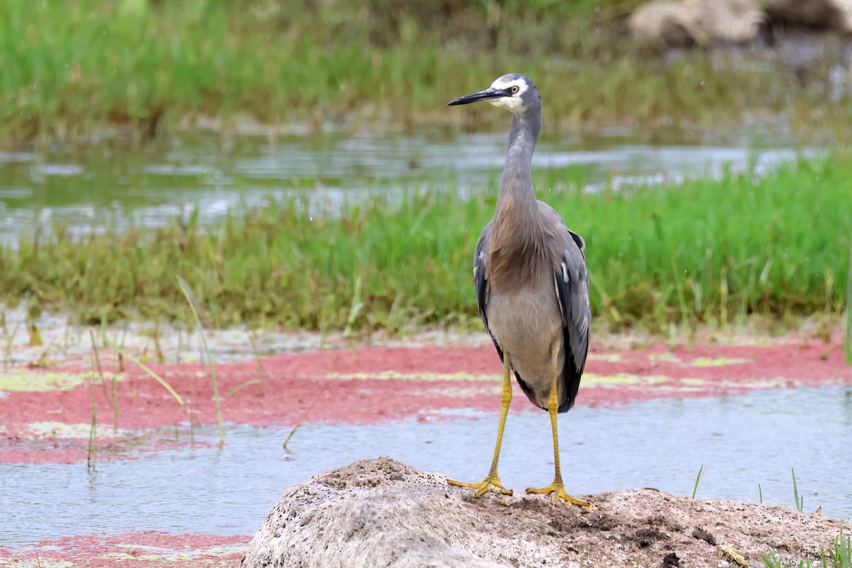 White-faced Heron - ML611527797