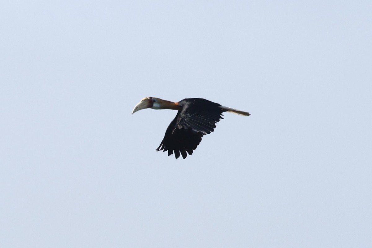 Blyth's Hornbill - ML611527871