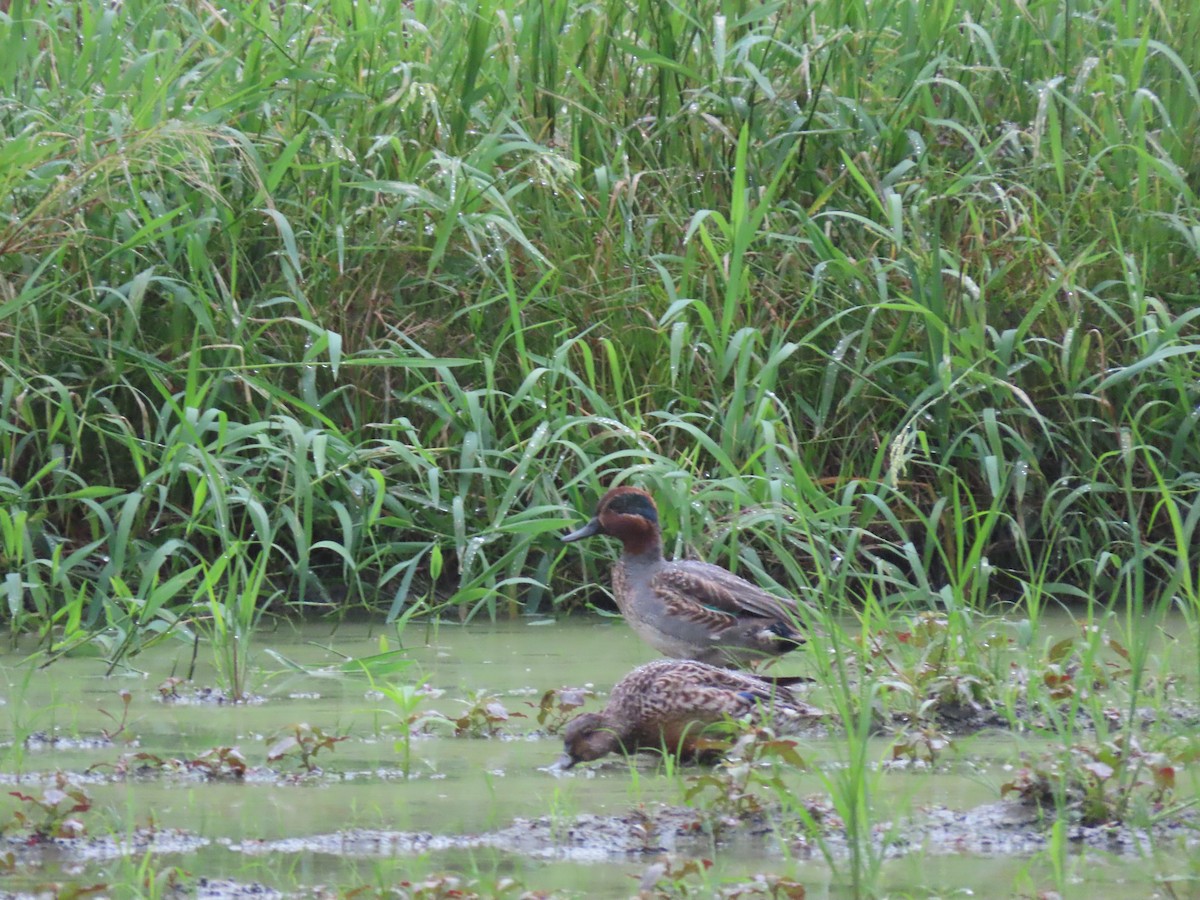 Green-winged Teal - ML611527882
