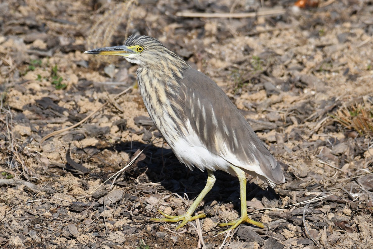 Chinese Pond-Heron - ML611527950