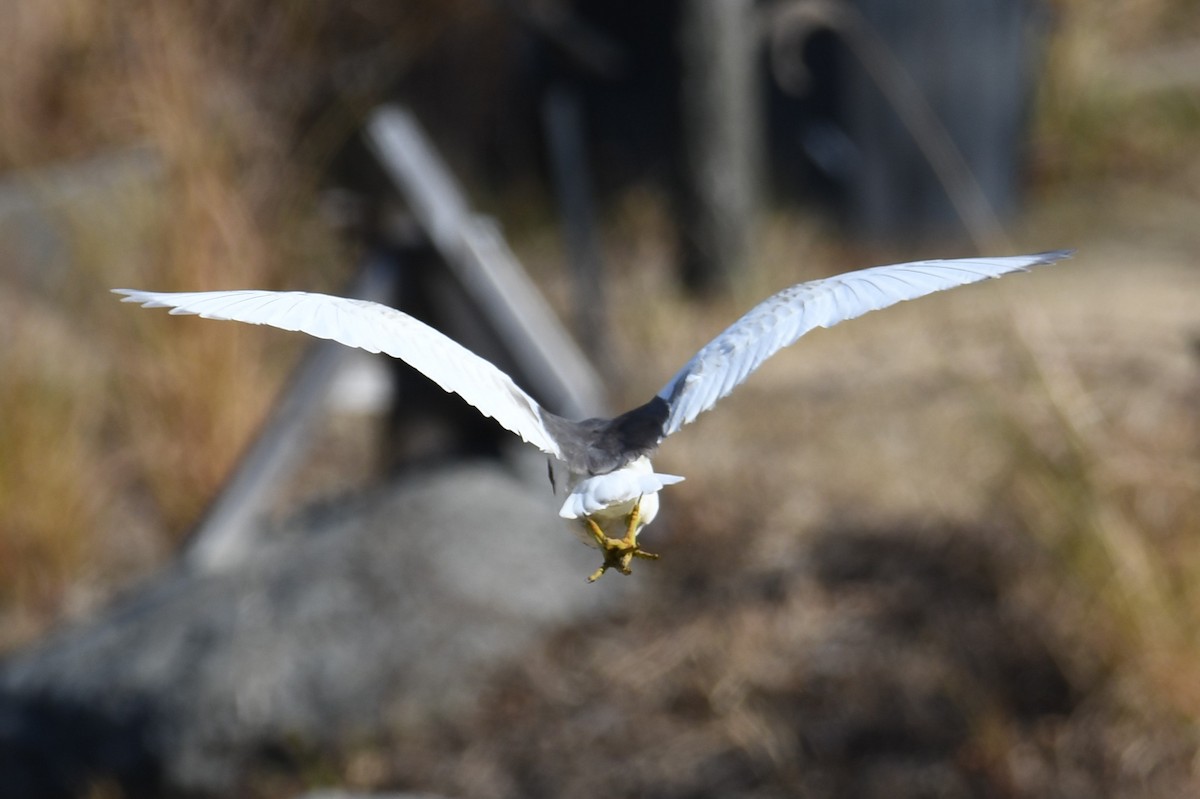 Chinese Pond-Heron - ML611527951