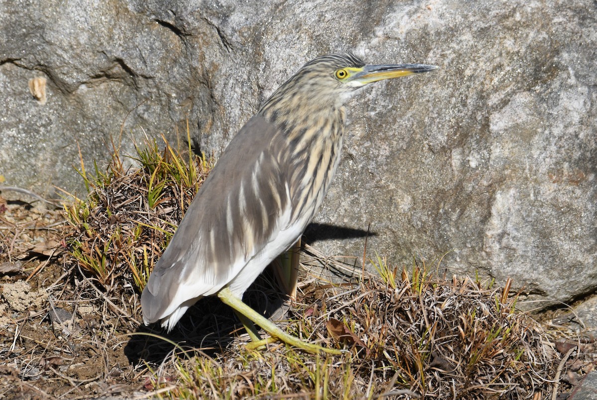 Chinese Pond-Heron - ML611527952