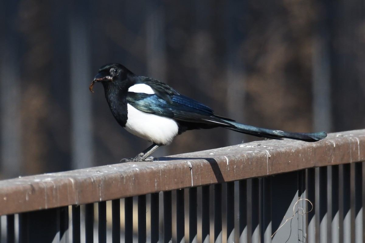 Oriental Magpie - Colin Dillingham