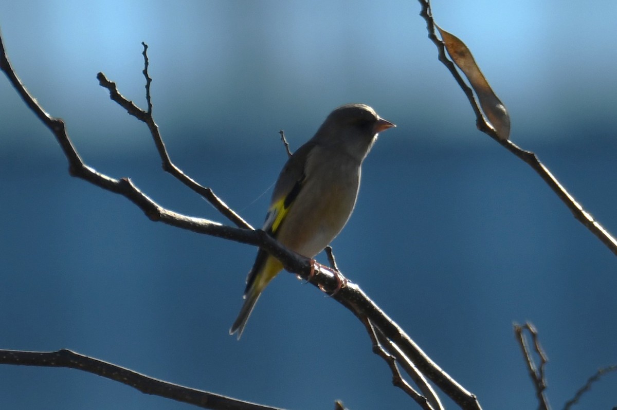 Oriental Greenfinch - ML611527984