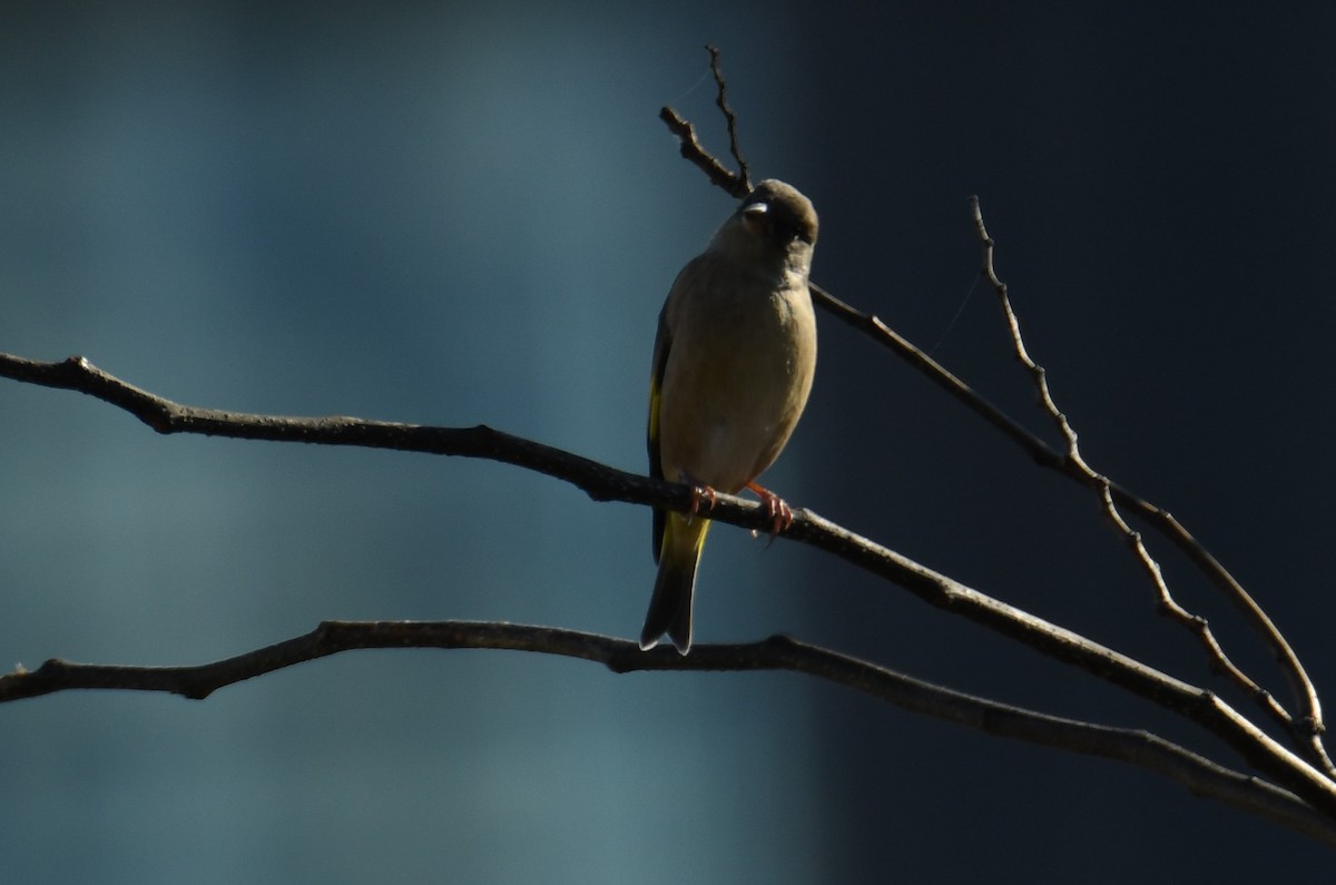 Oriental Greenfinch - ML611527985