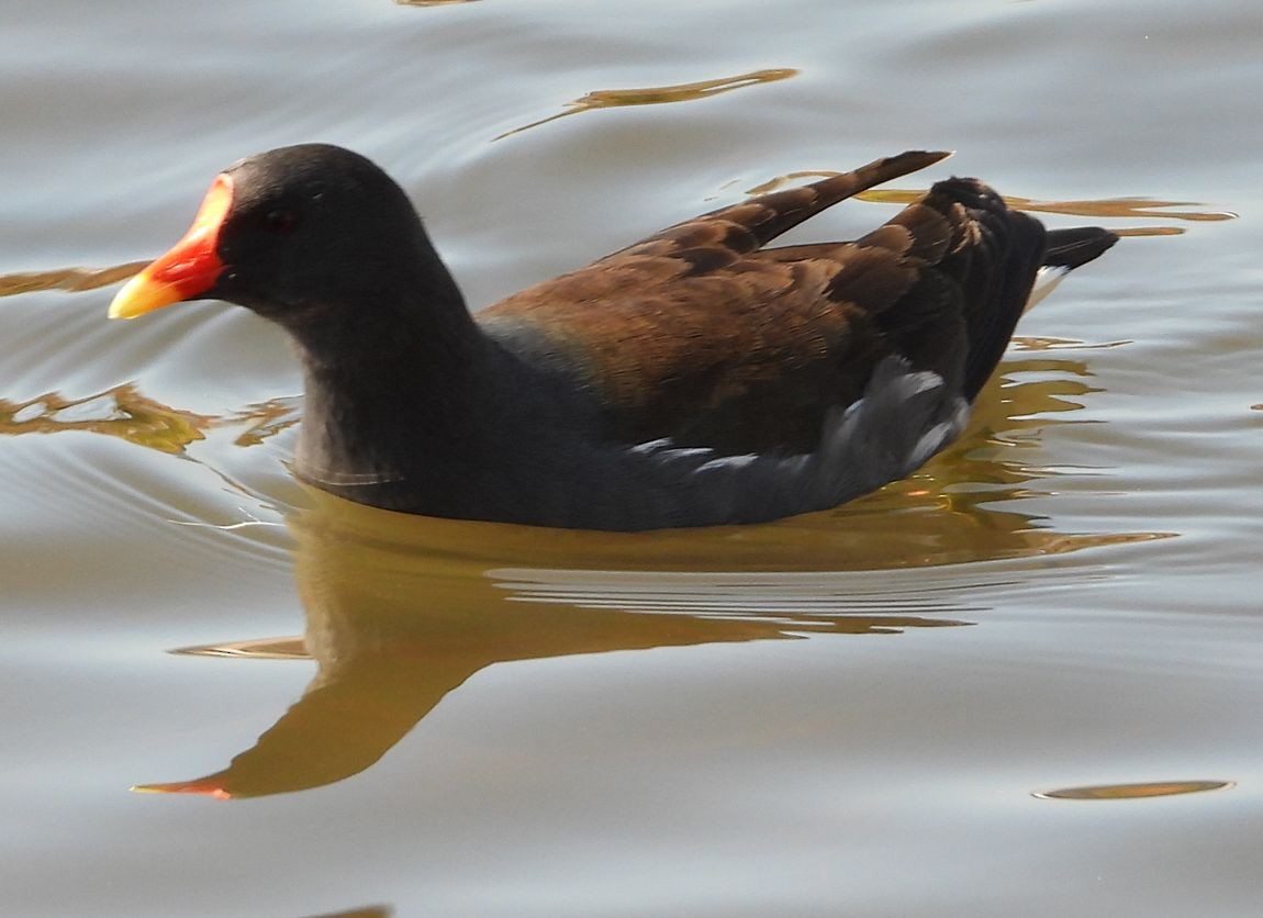Eurasian Moorhen - ML611527988