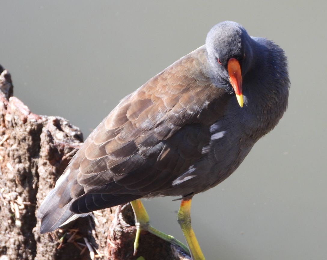 Eurasian Moorhen - ML611527989