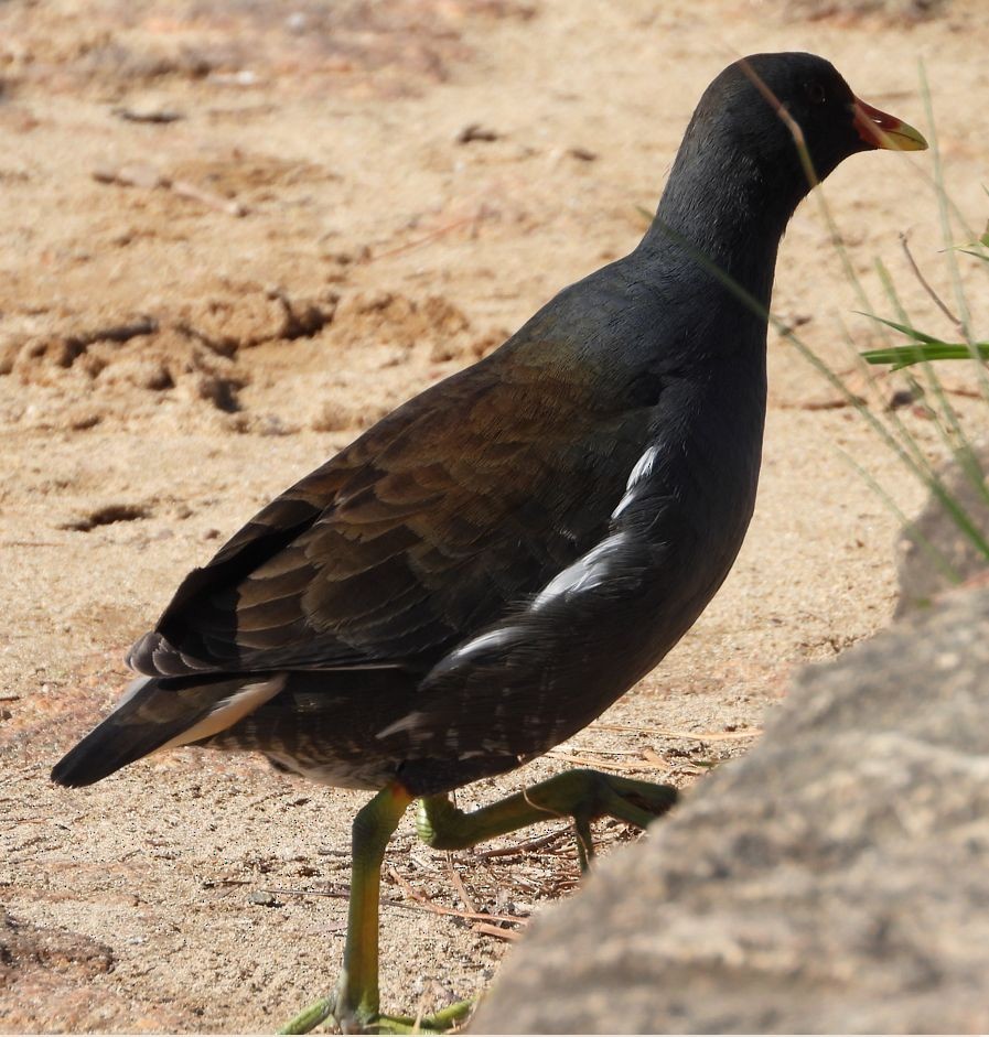 Eurasian Moorhen - ML611527990