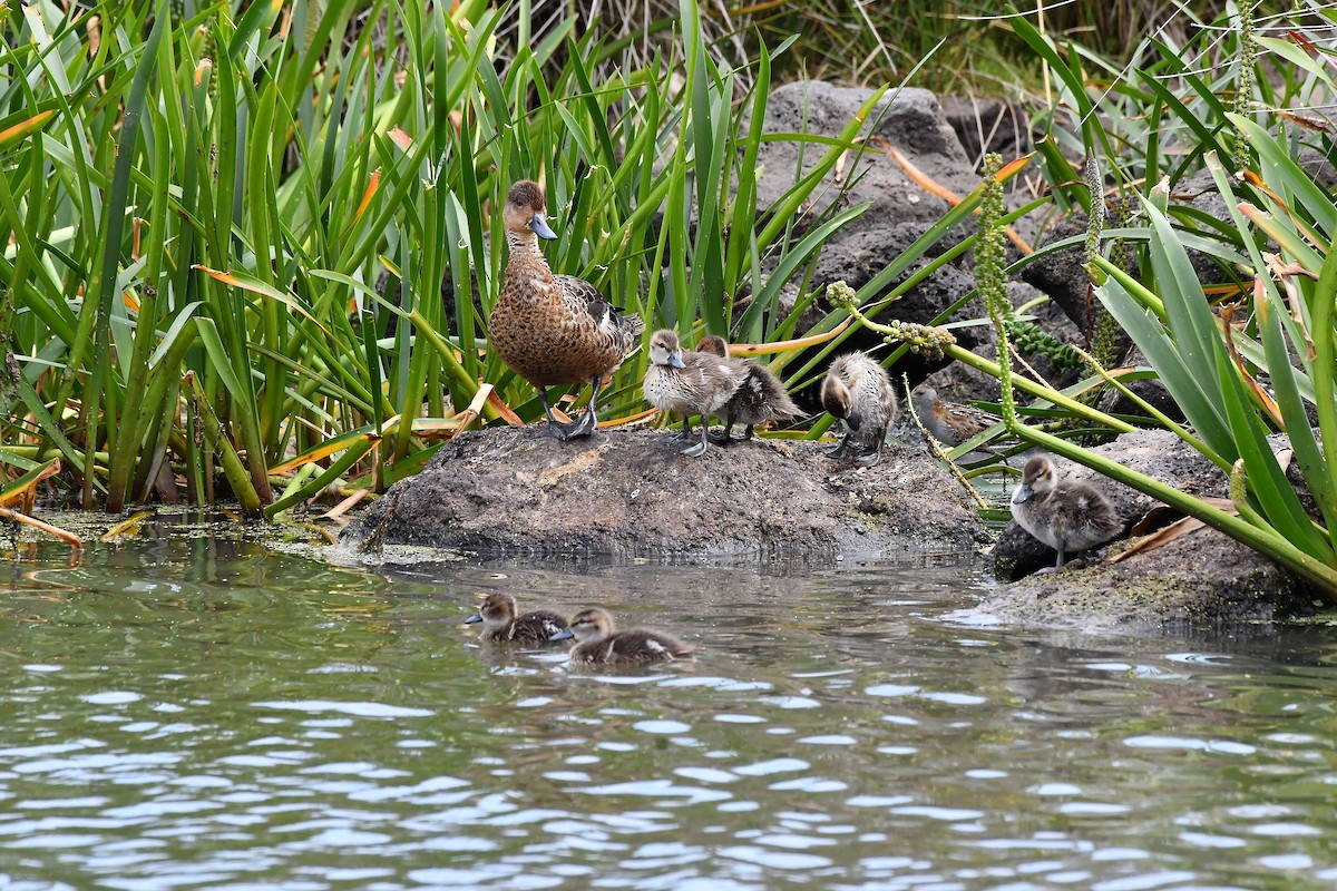 Baillon's Crake - ML611528004