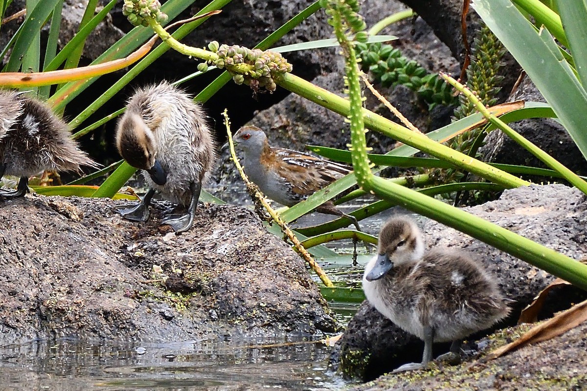 Baillon's Crake - ML611528008