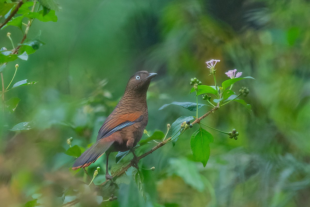 Blue-winged Laughingthrush - ML611528031