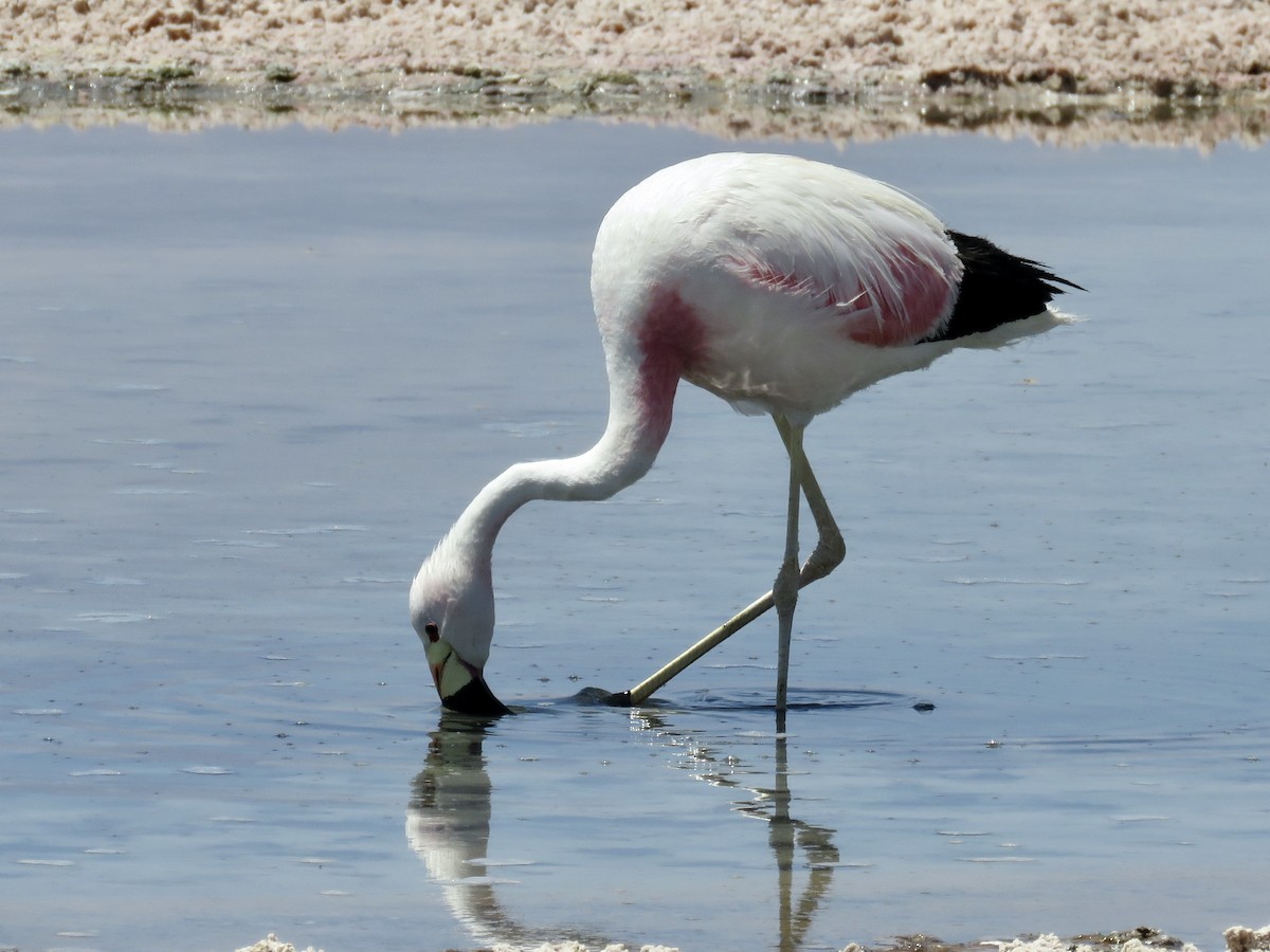 Andean Flamingo - Simon Pearce