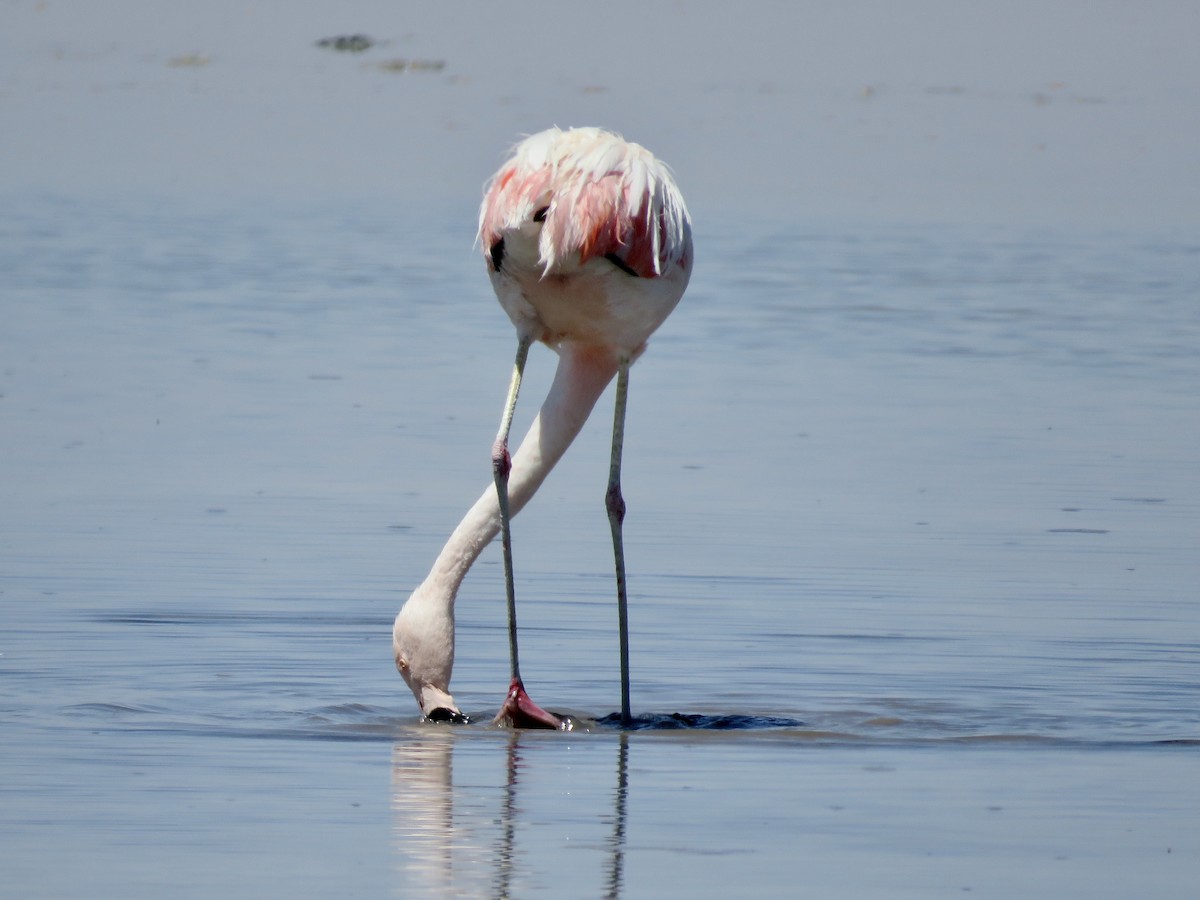 And Flamingosu - ML611528049