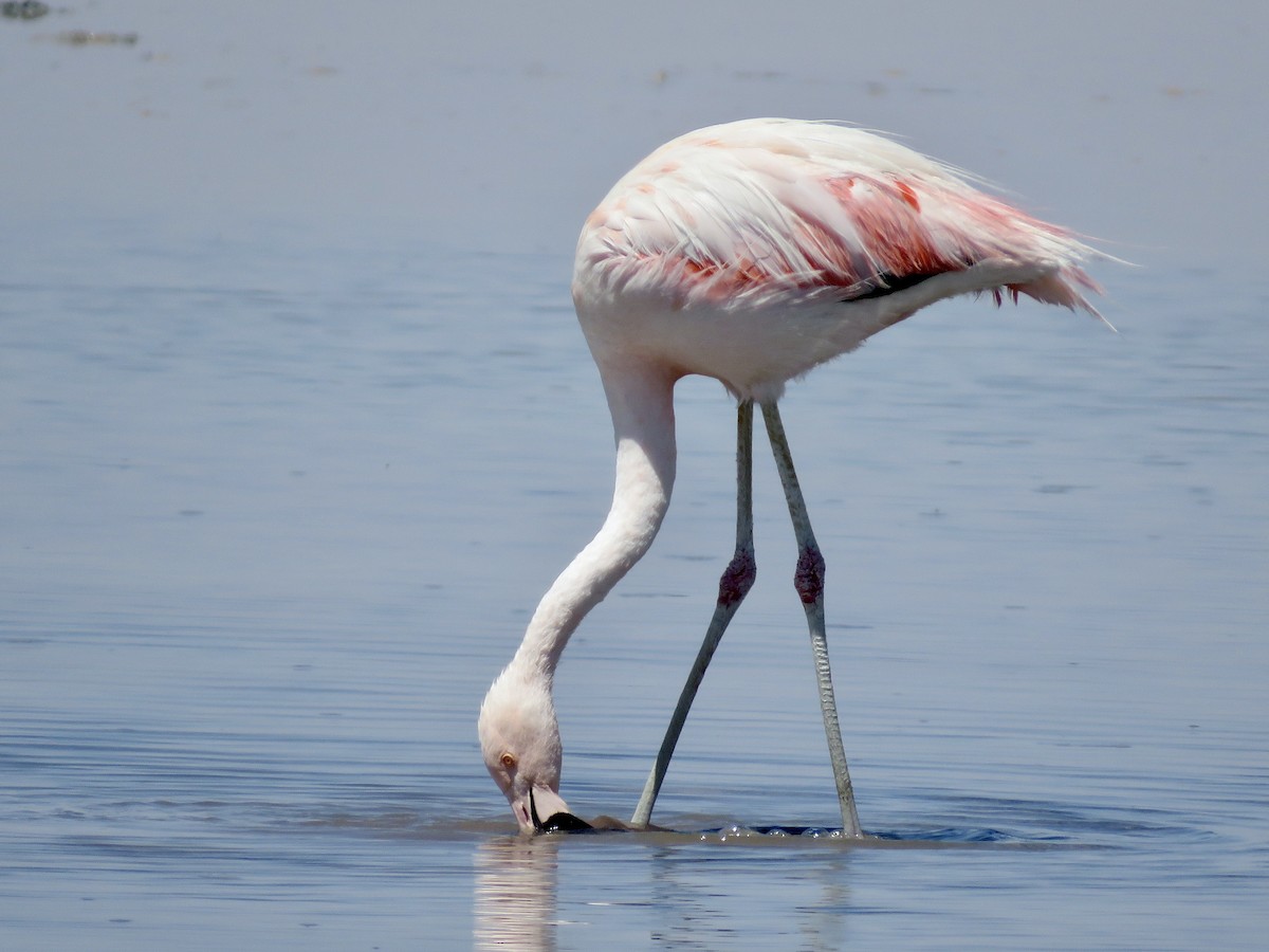 And Flamingosu - ML611528050