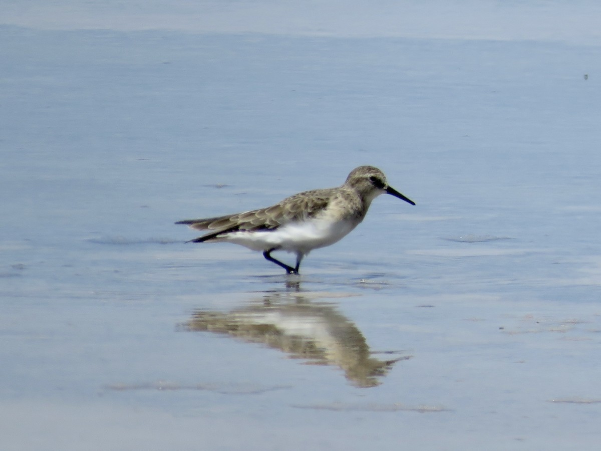 Baird's Sandpiper - ML611528056