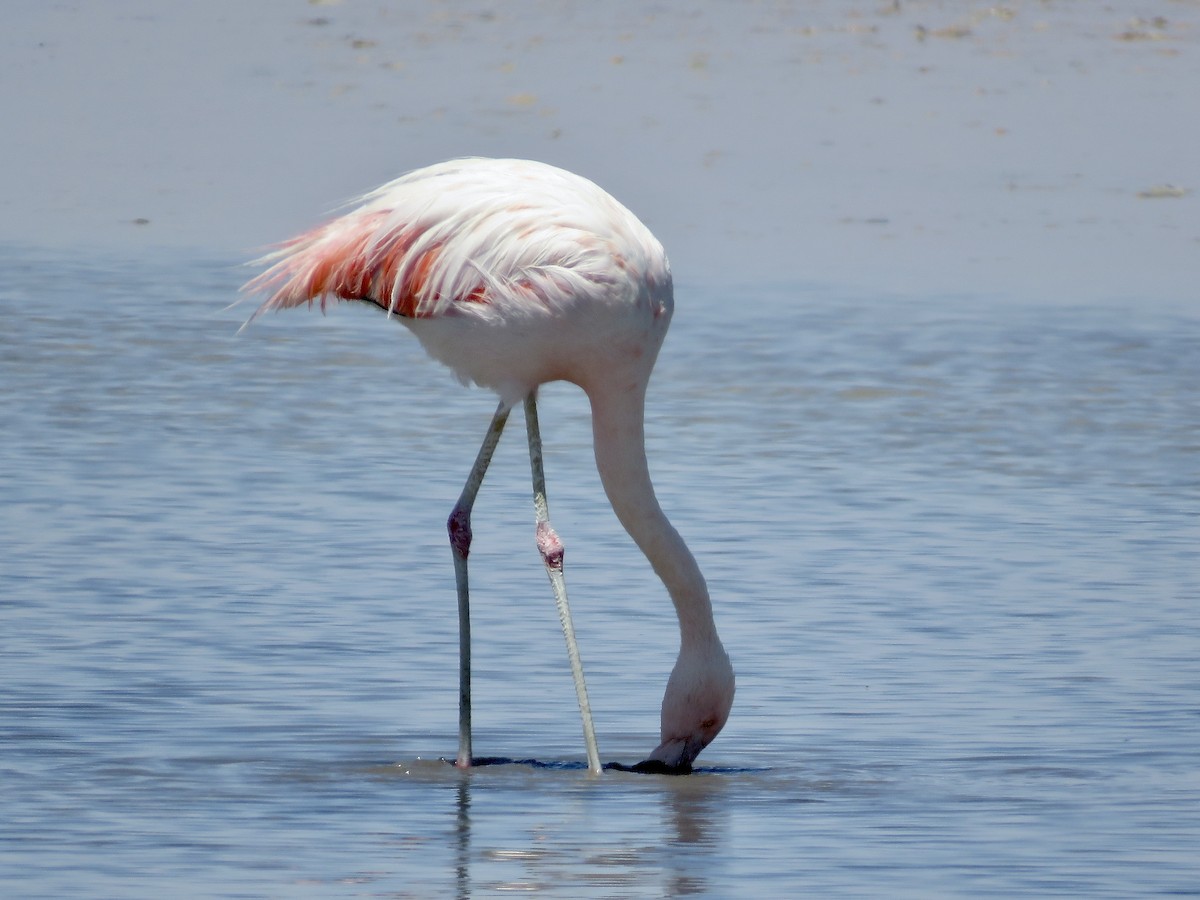 Andean Flamingo - ML611528057