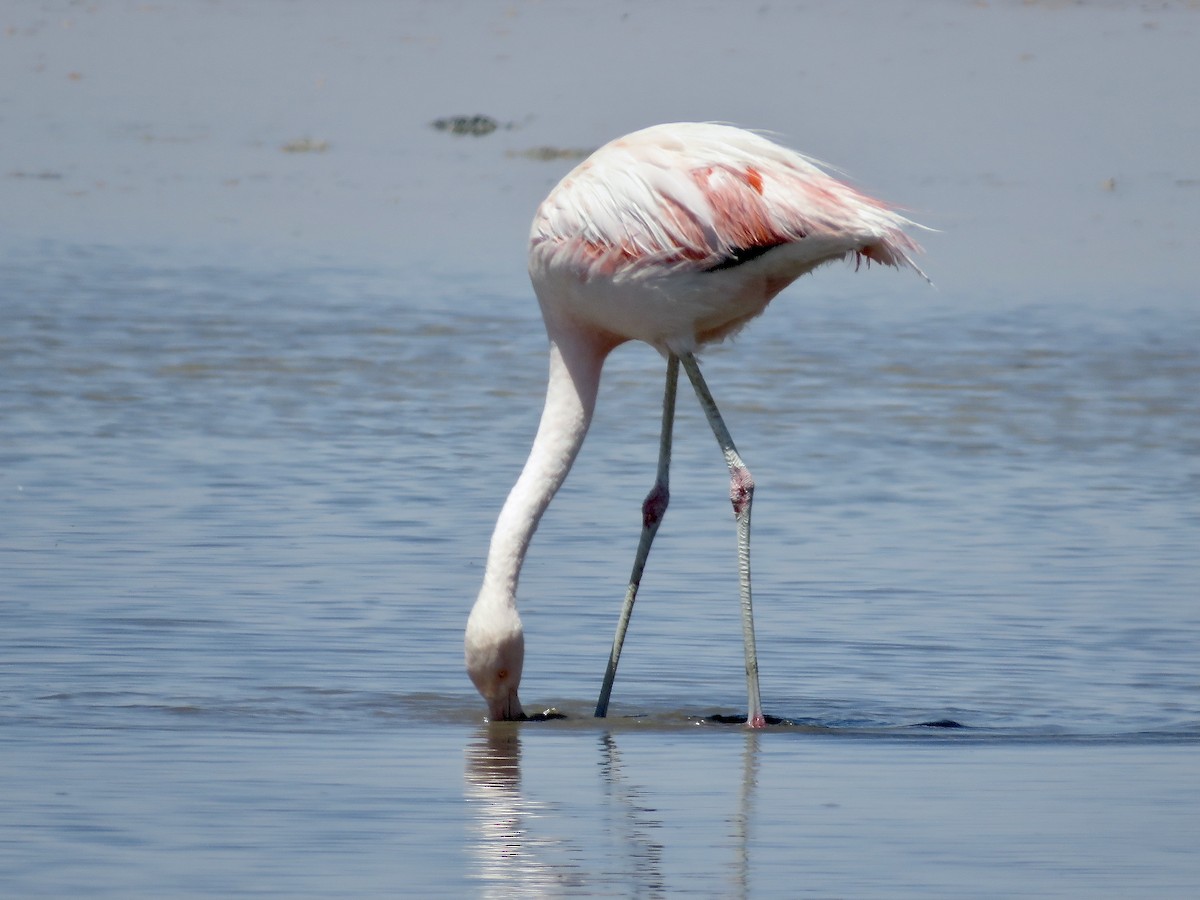 Andean Flamingo - Simon Pearce