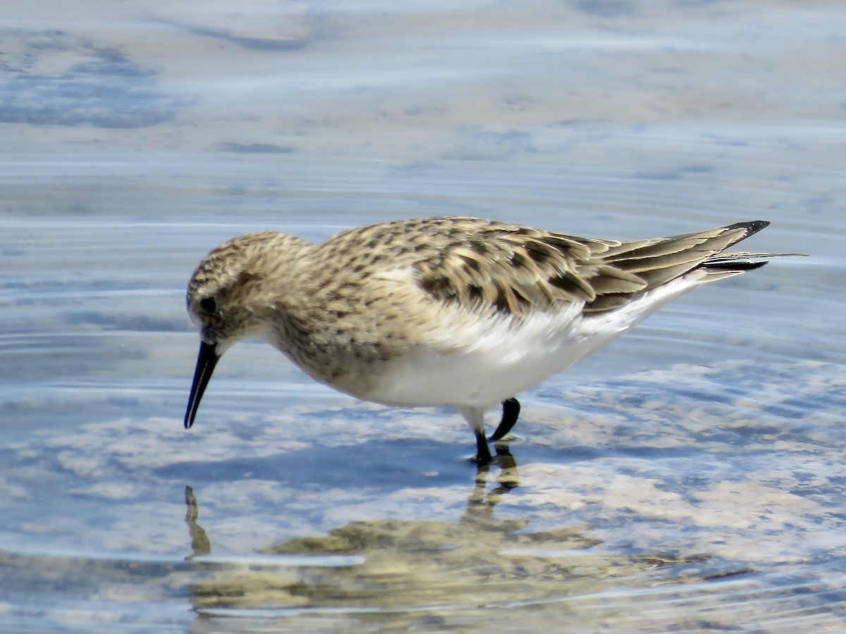 Baird's Sandpiper - ML611528068