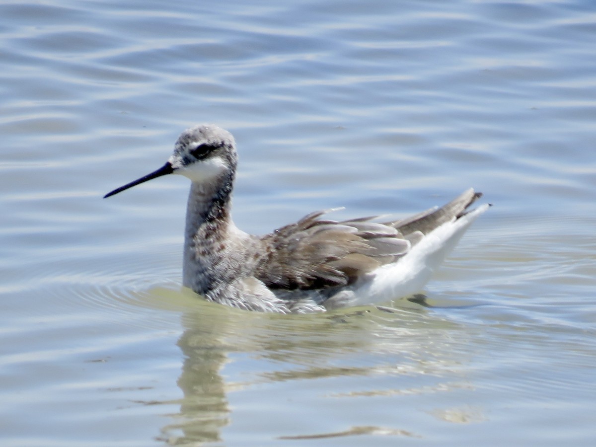 Wilson's Phalarope - ML611528090