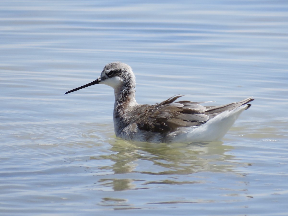 Wilson's Phalarope - ML611528092