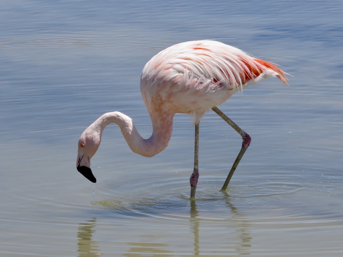 Andean Flamingo - Simon Pearce