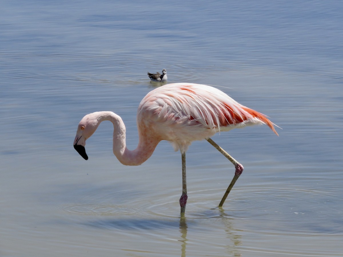 And Flamingosu - ML611528110